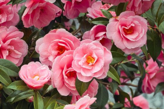 Types of camellias: the most beautiful Camellia japonica varieties & other species