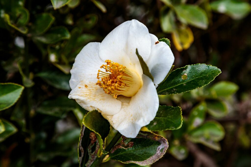 Camellia flower with few petals