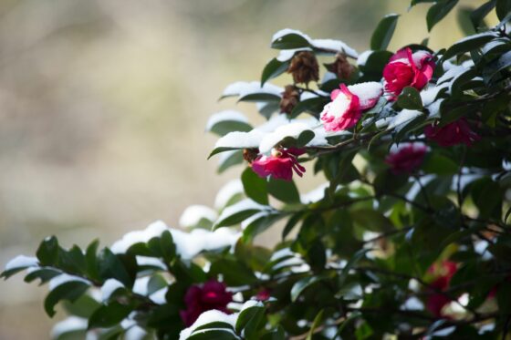 Camellias in winter: care tips & hardy camellia varieties