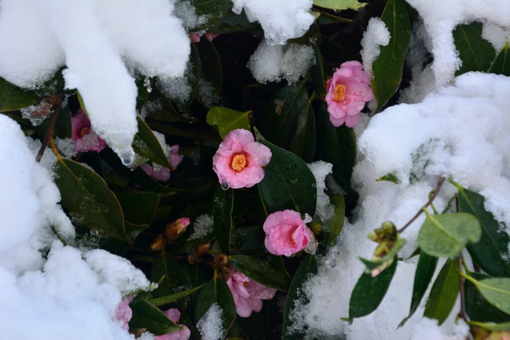 Snow melting from camellia bush
