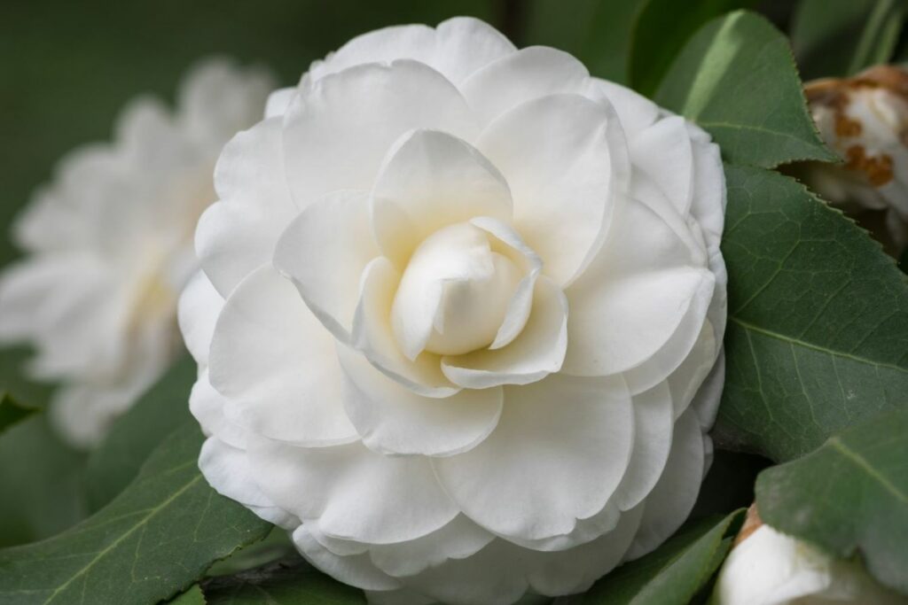 White double-petalled camellia flower