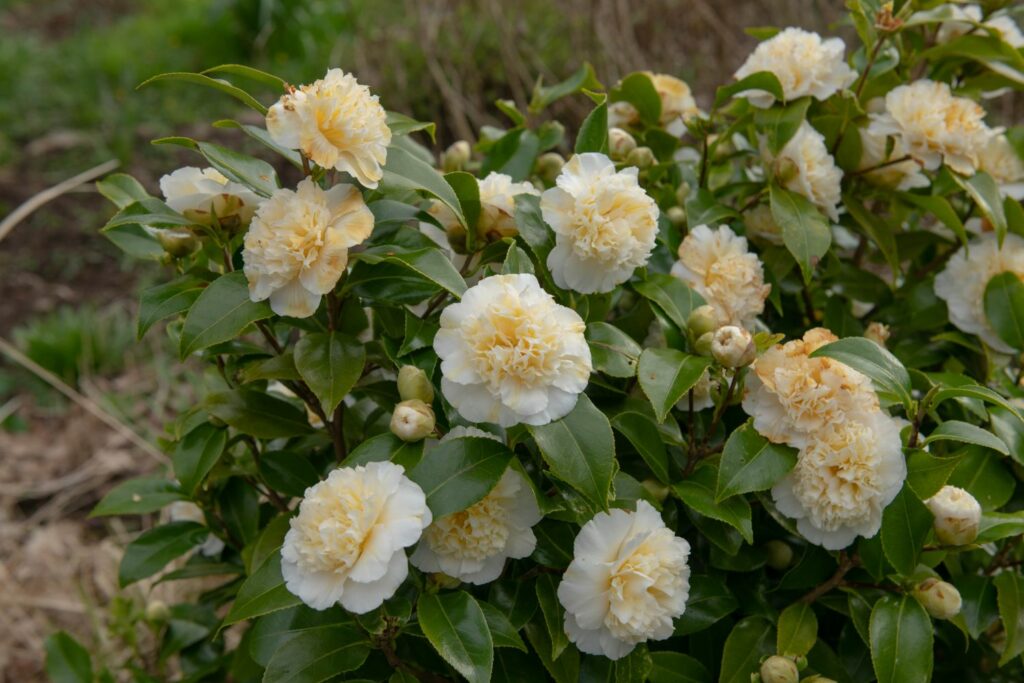 White and yellow camellia flowers