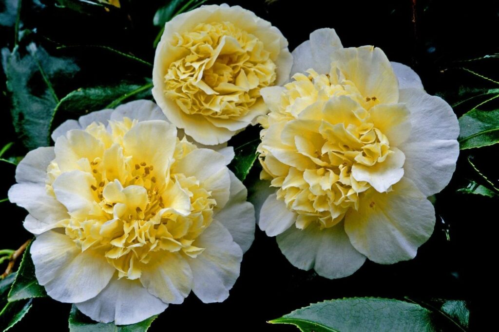 White and yellow double camellias