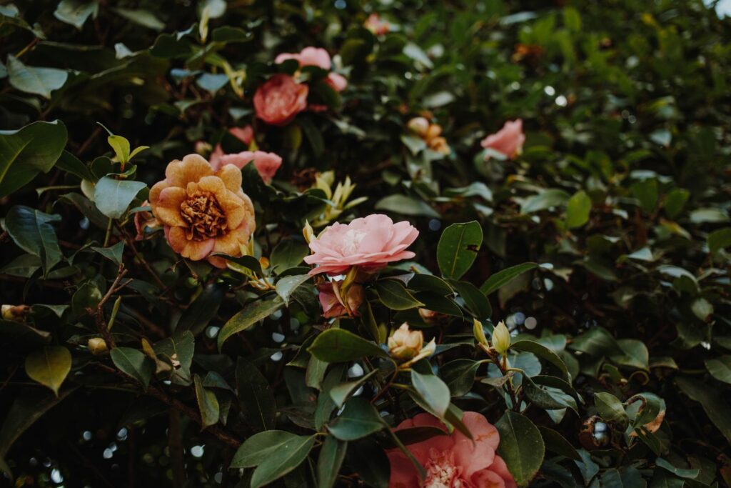 diseased and wilting camellia flowers