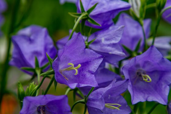 Bellflowers: all about planting & care