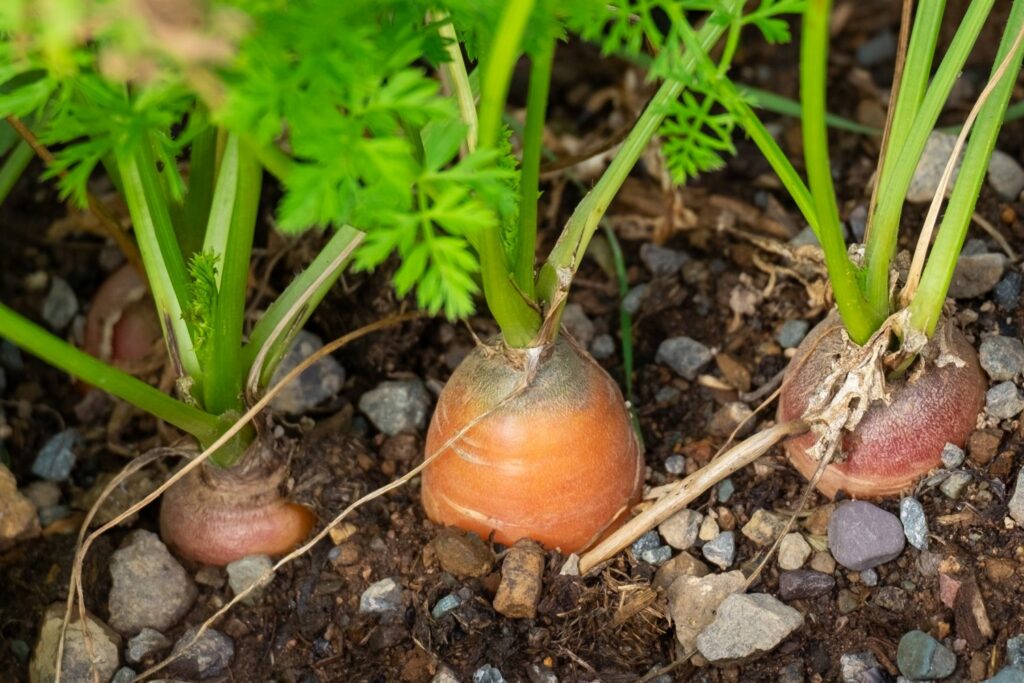 Carrots still in the ground