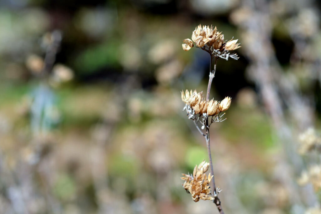 A dried out Caryopteris plant