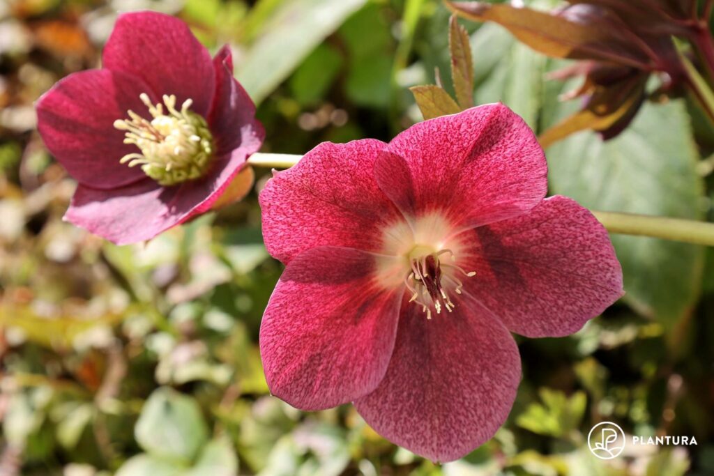 two pink christmas roses