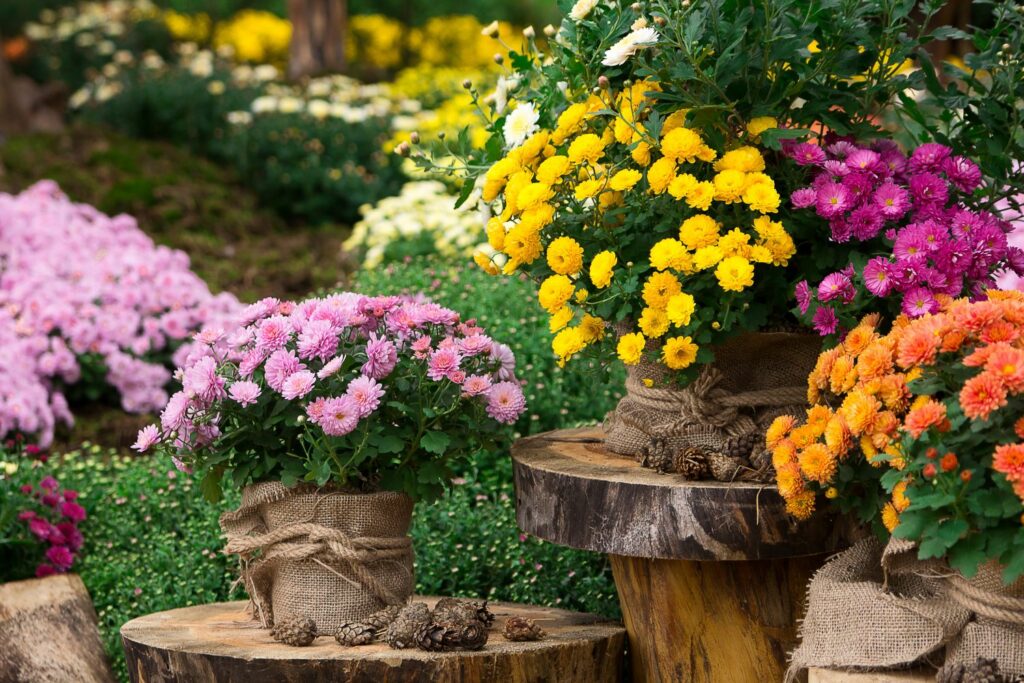 Chrysanthemum plants in pots