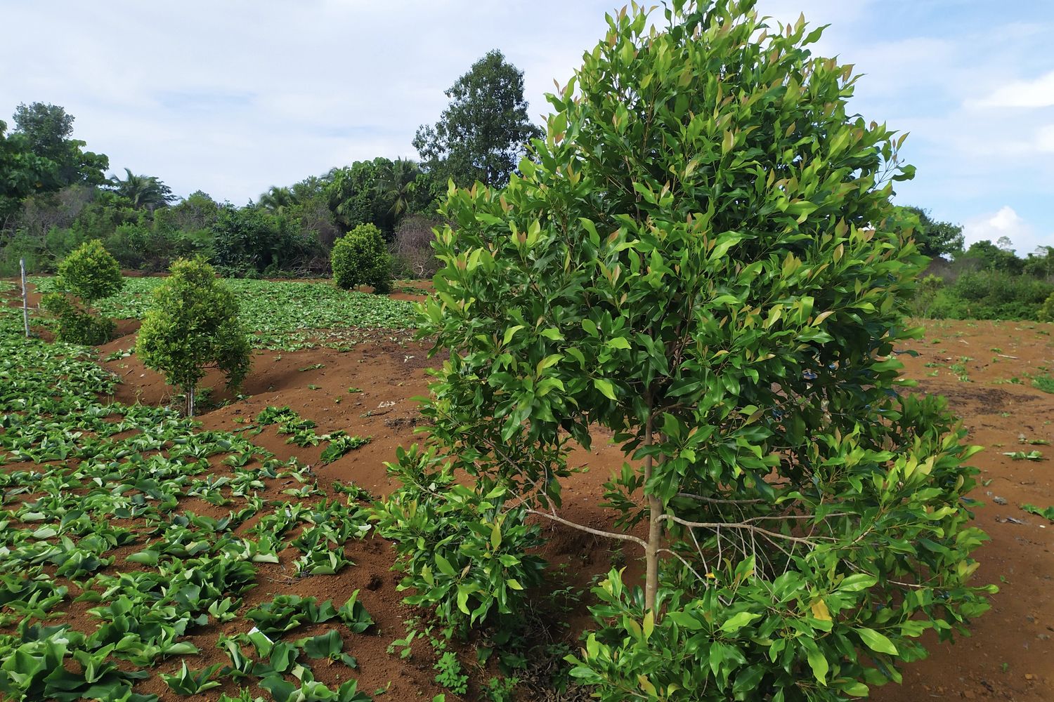 Clove trees in field