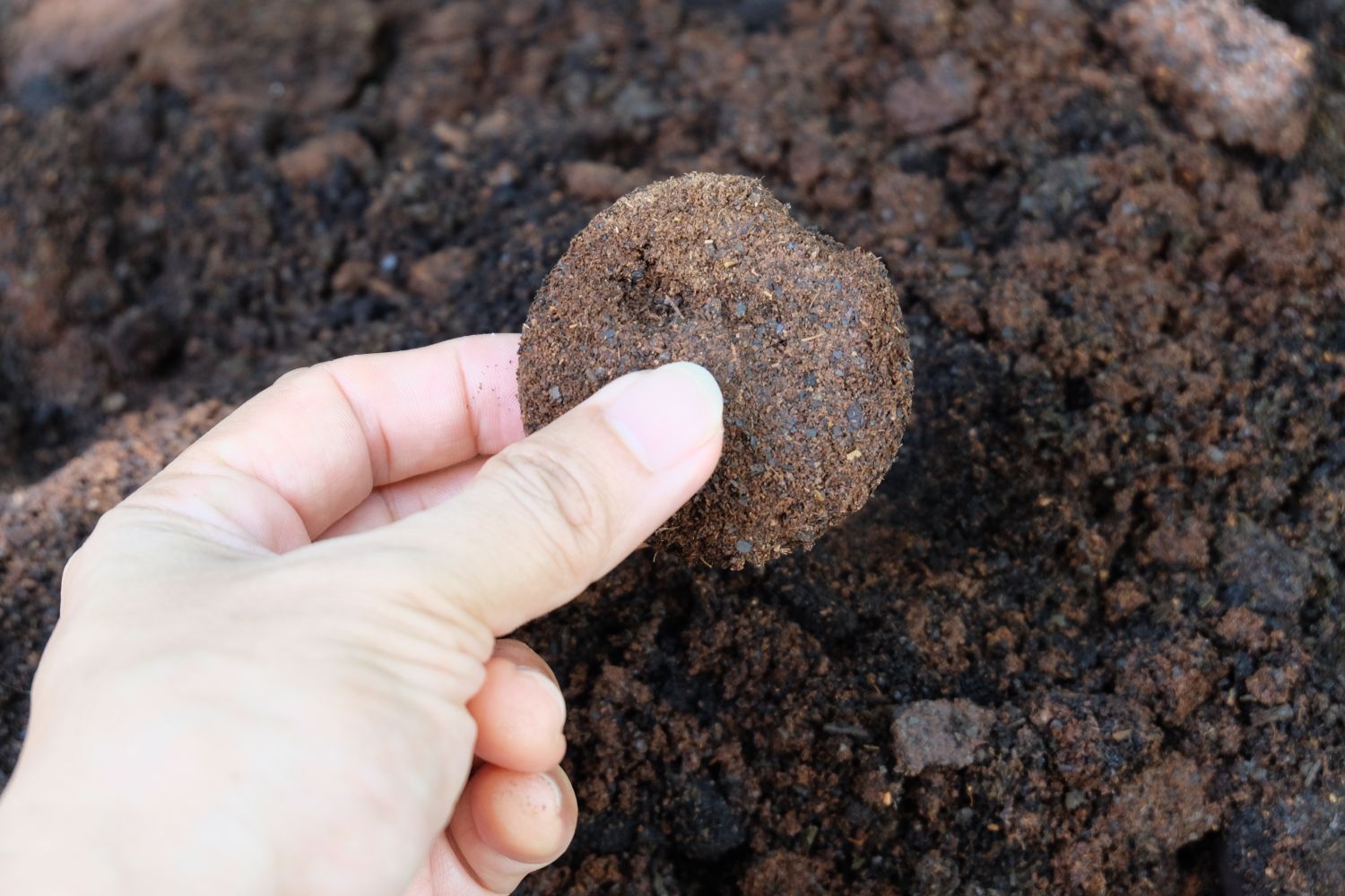Spent espresso puck in soil