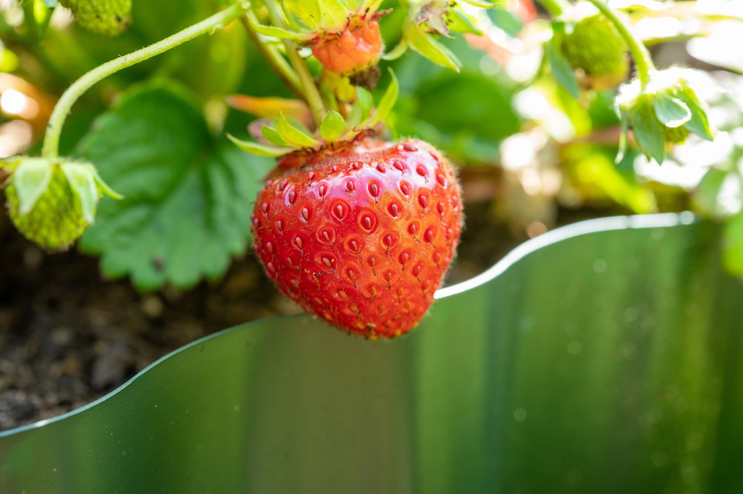 A ripe red strawberry