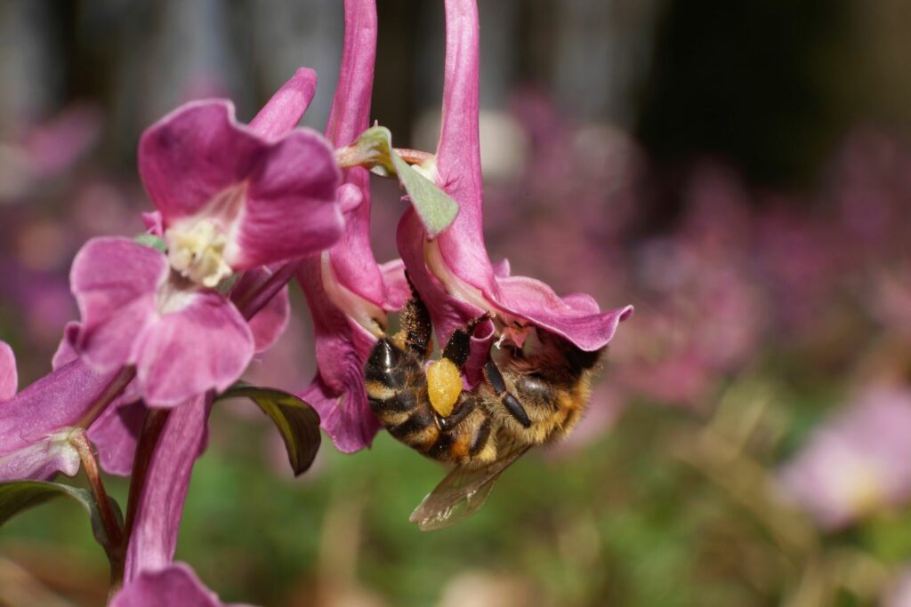 Bee pollinating a corydalis flower