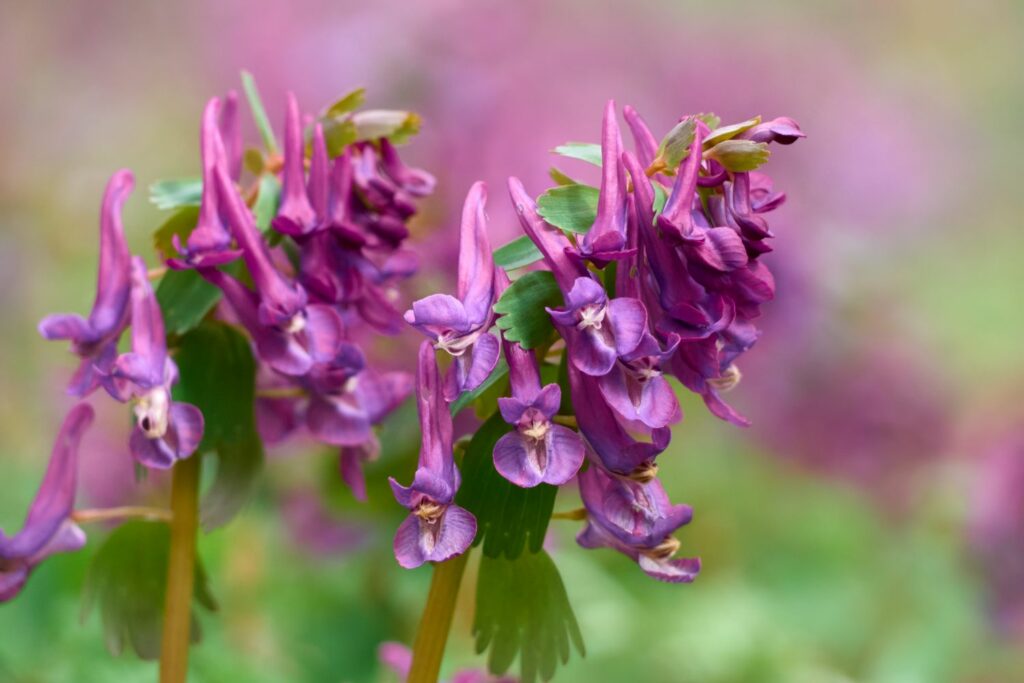 Purple and pink corydalis flowers