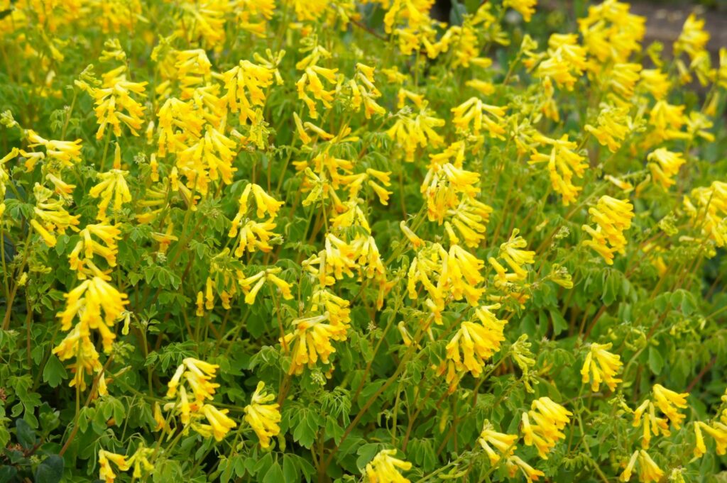 Yellow corydalis plants in bloom