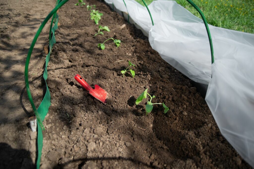 Cucumber plants with cloche covering