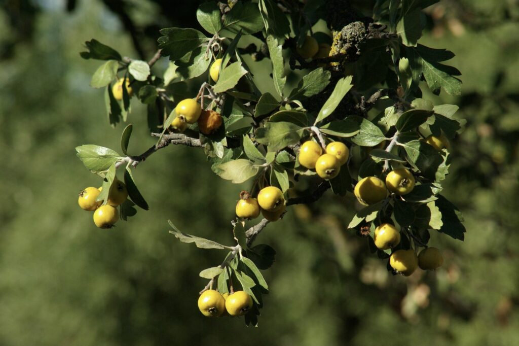 Hawthorn shrub with yellow berries