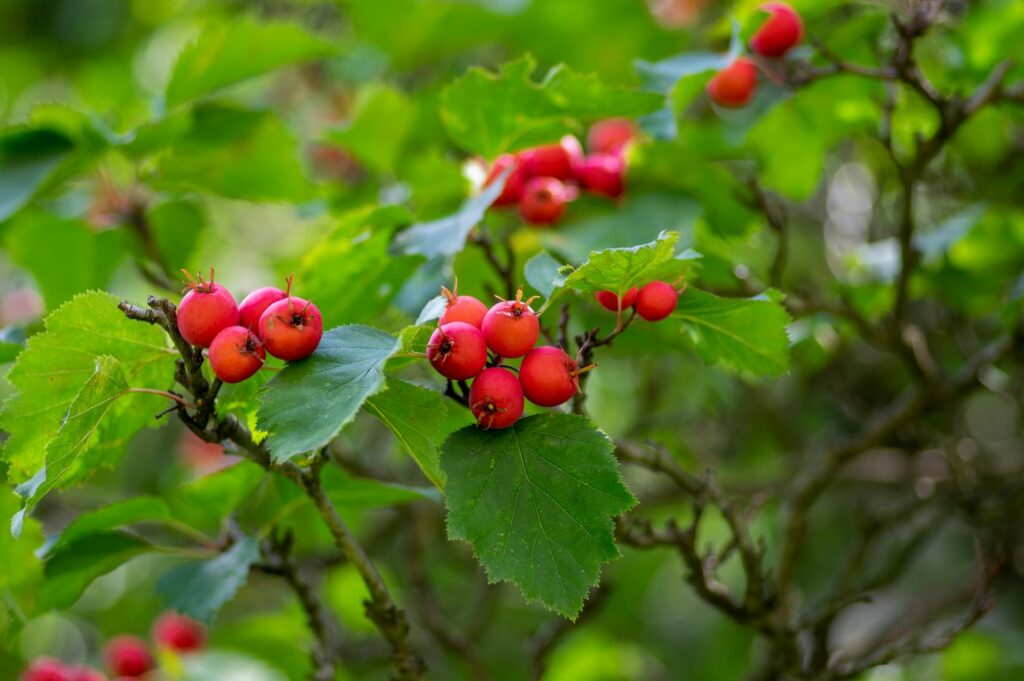 Bright red scarlet hawthorn berries