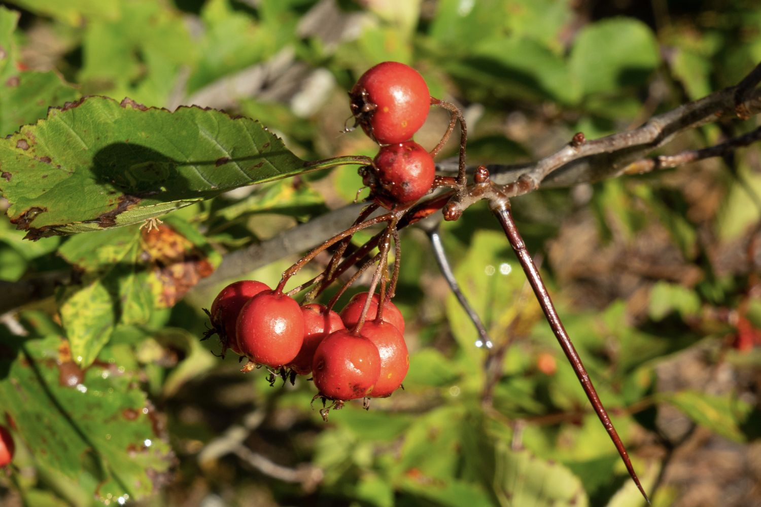 Hawthorn varieties 9 types of hawthorn trees Plantura
