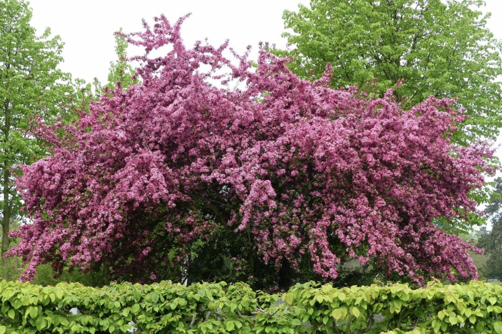 Flowering ‘Paul’s Scarlet’ hawthorn shrub