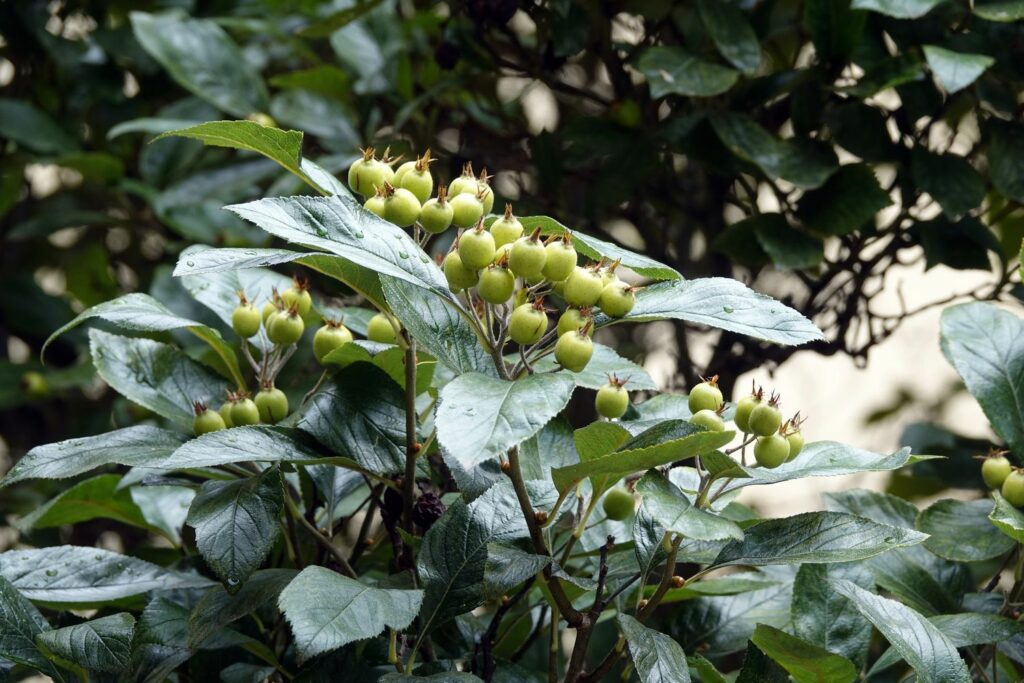 Hawthorn shrub with green berries