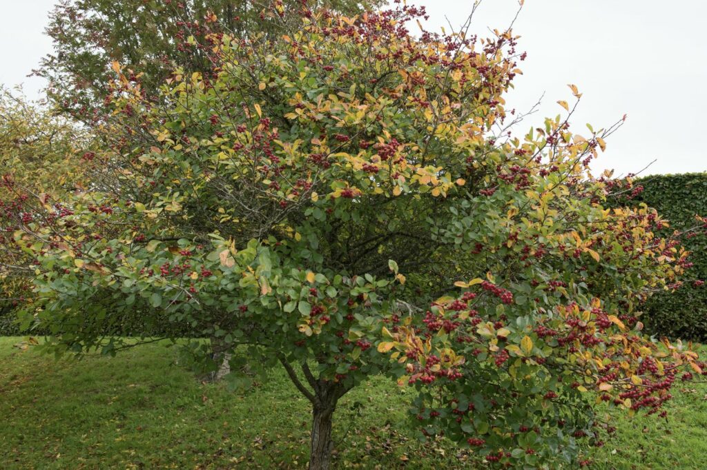 Hawthorn bush full of berries