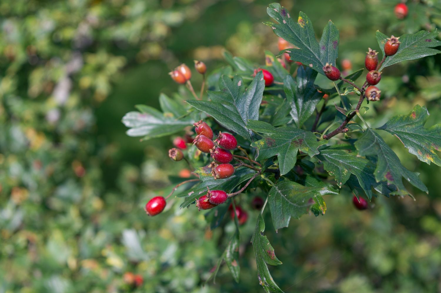 Hawthorn varieties: 9 types of hawthorn trees - Plantura