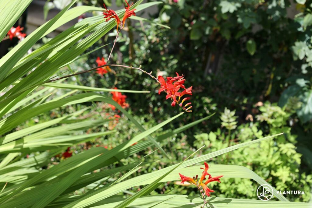 Crocosmia flowers and leaves