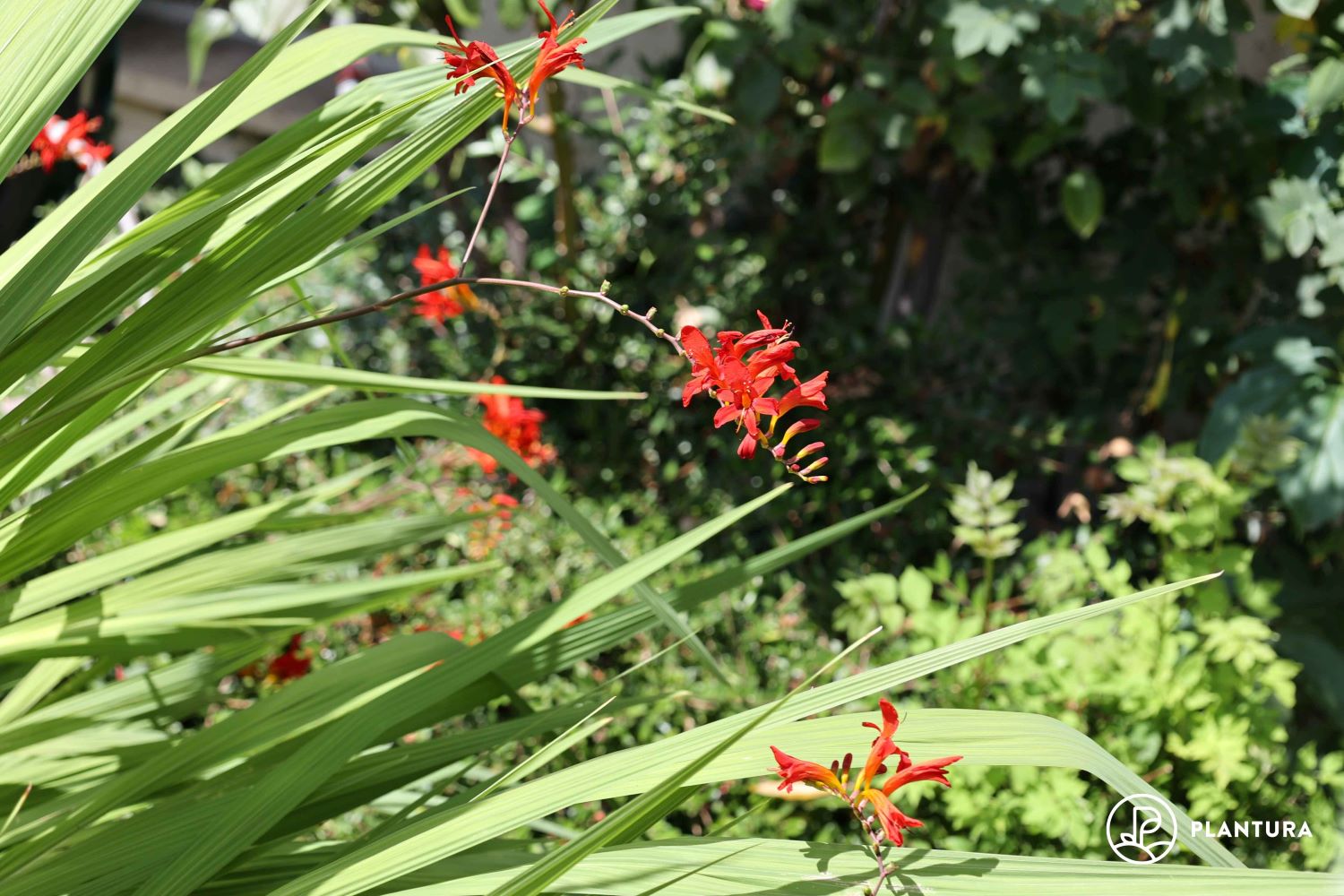 Crocosmia planting, care & overwintering Plantura