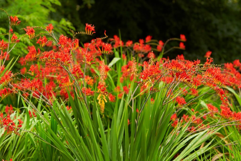 Montbretias with bright red flowers