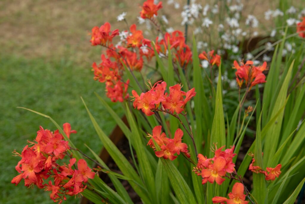 Salmon red crocosmia flowers