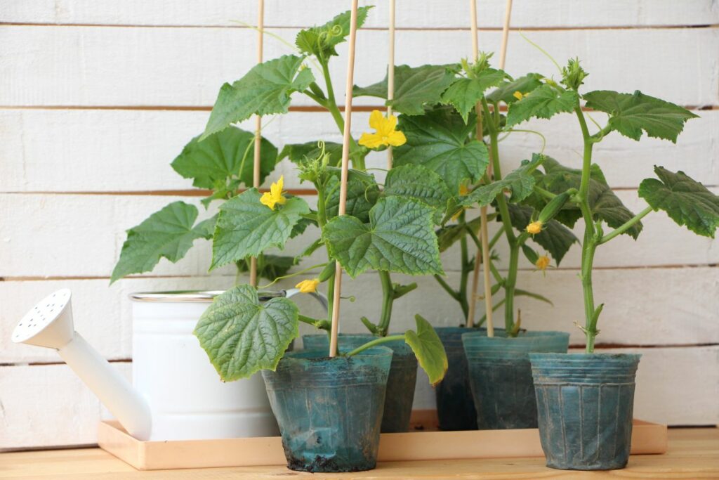 Cucumbers being grown in pots