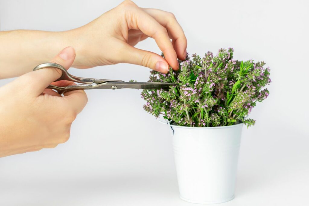 Thyme being cut with scissors