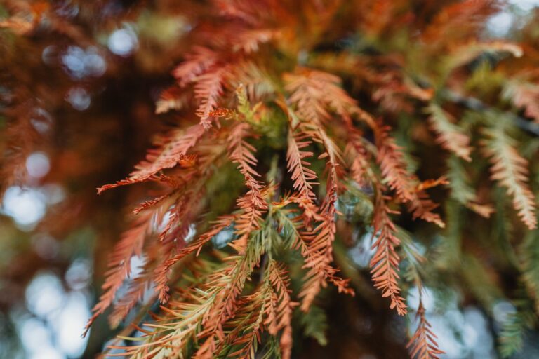Cypress trees caring and planting Plantura