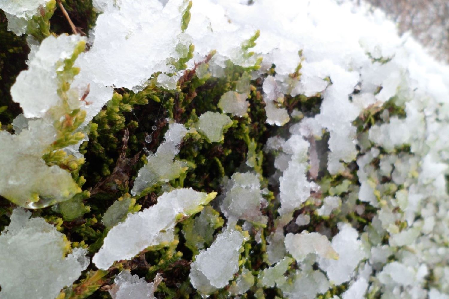 Cypress trees caring and planting Plantura