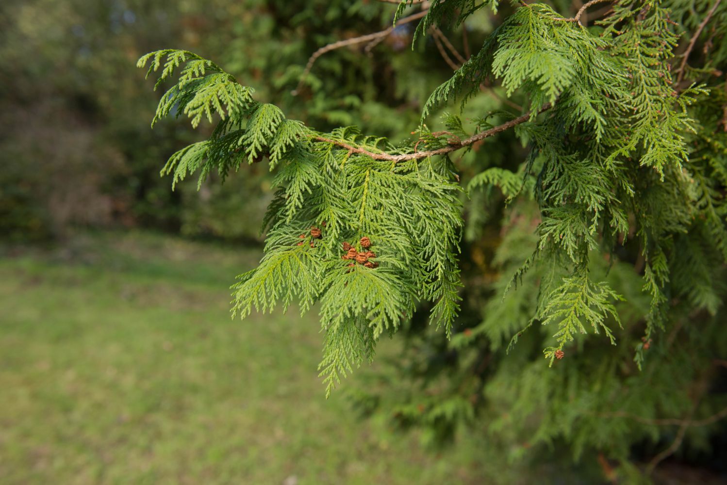 cypress tree flower