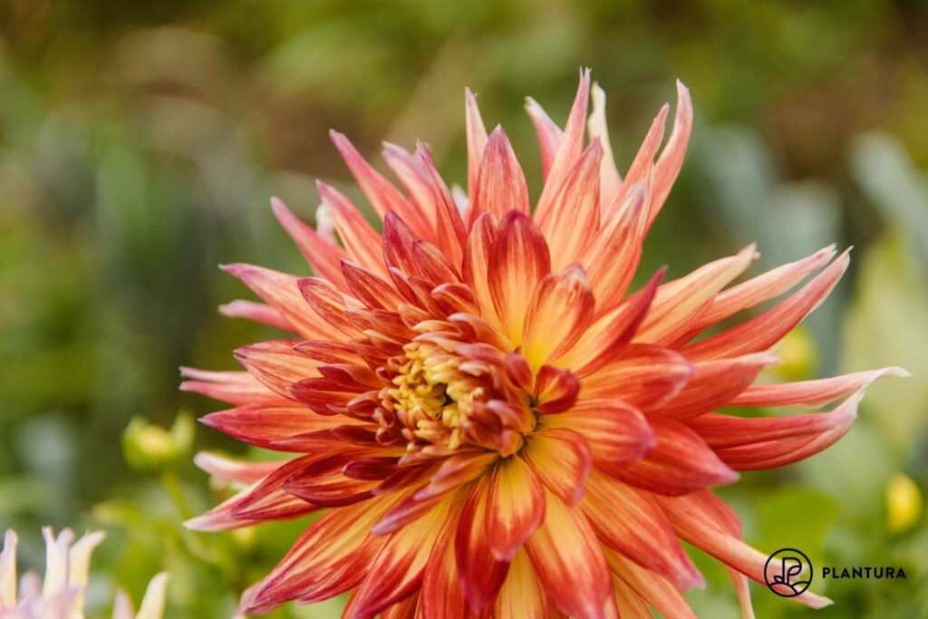 fiery orange dahlia flower