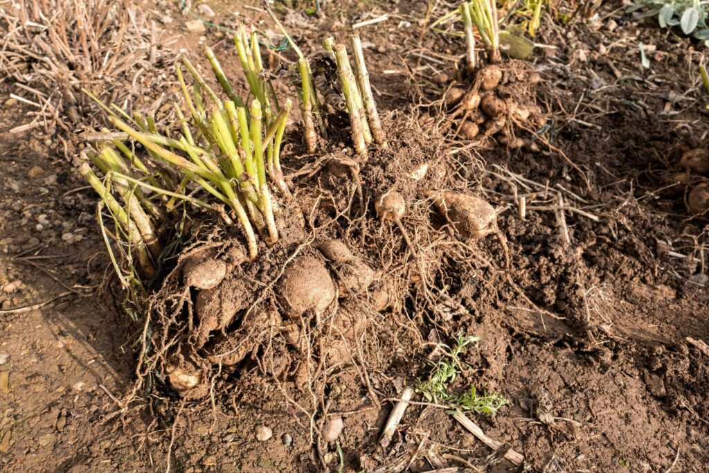 Dahlia plant tubers