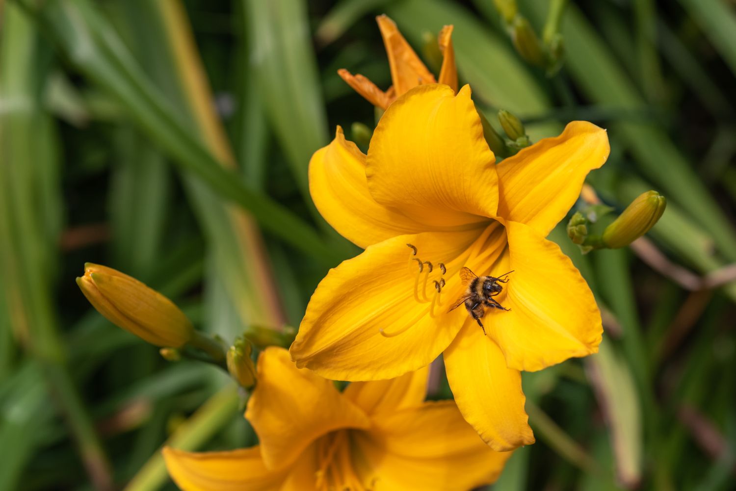 Daylily with bees