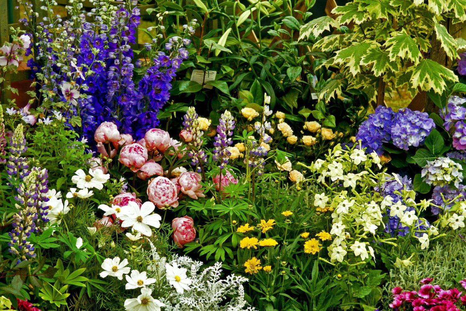 Delphiniums: growing larkspur in the garden - Plantura