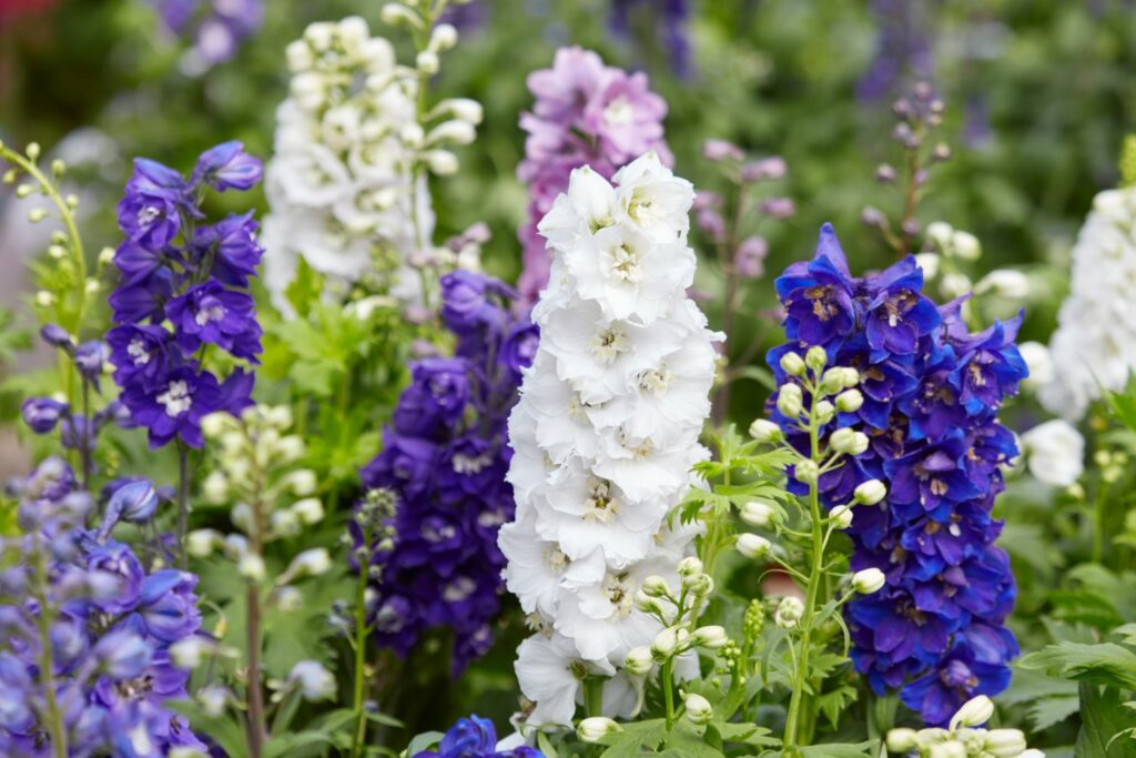 white, blue and pink delphiniums