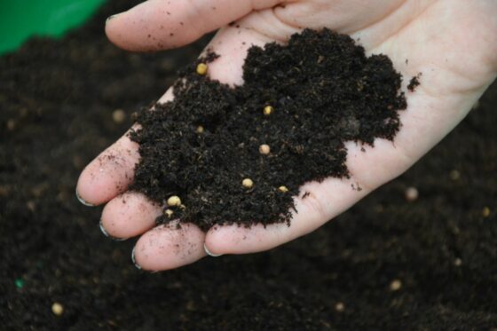 How to tell the difference between depot fertiliser balls & snail or slug eggs in soil