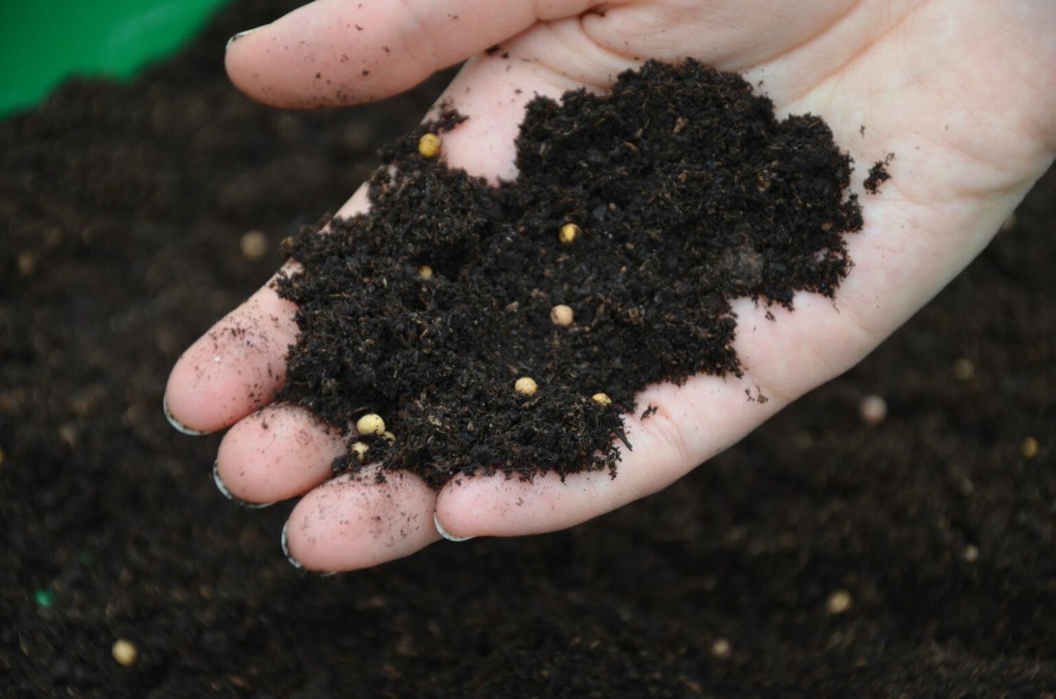 Hand holding soil with fertiliser beads