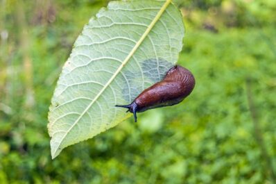 Plants that deter slugs & snails: which ones work?