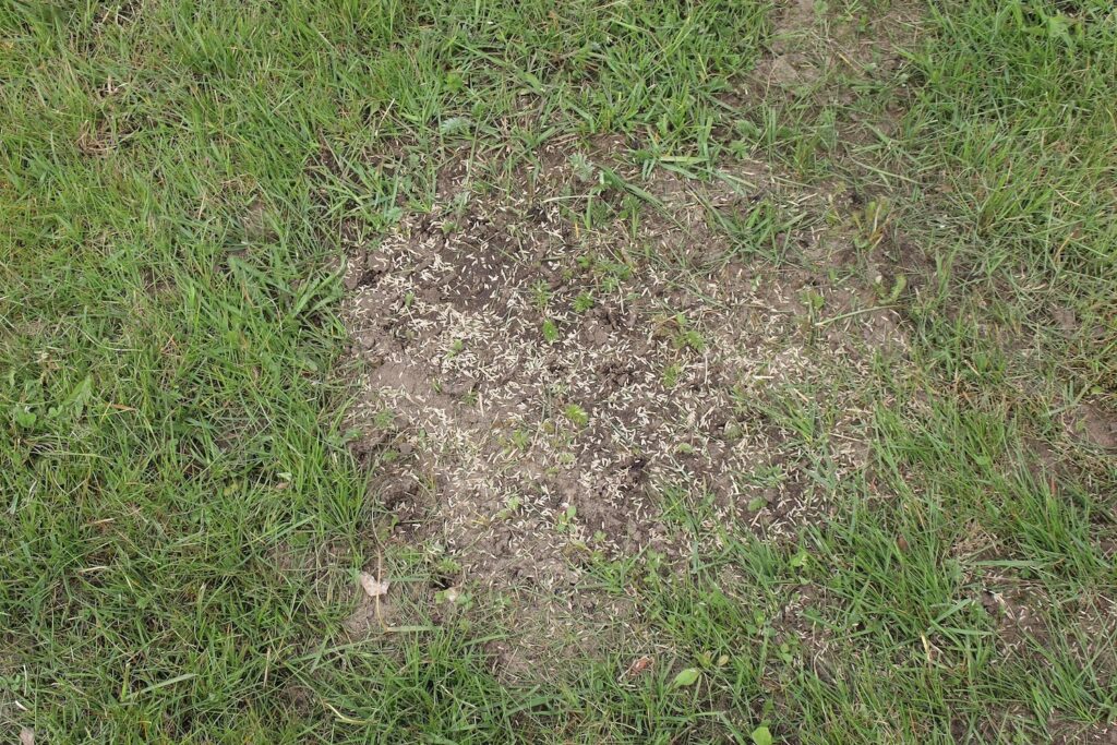 Patch of dirt in a lawn