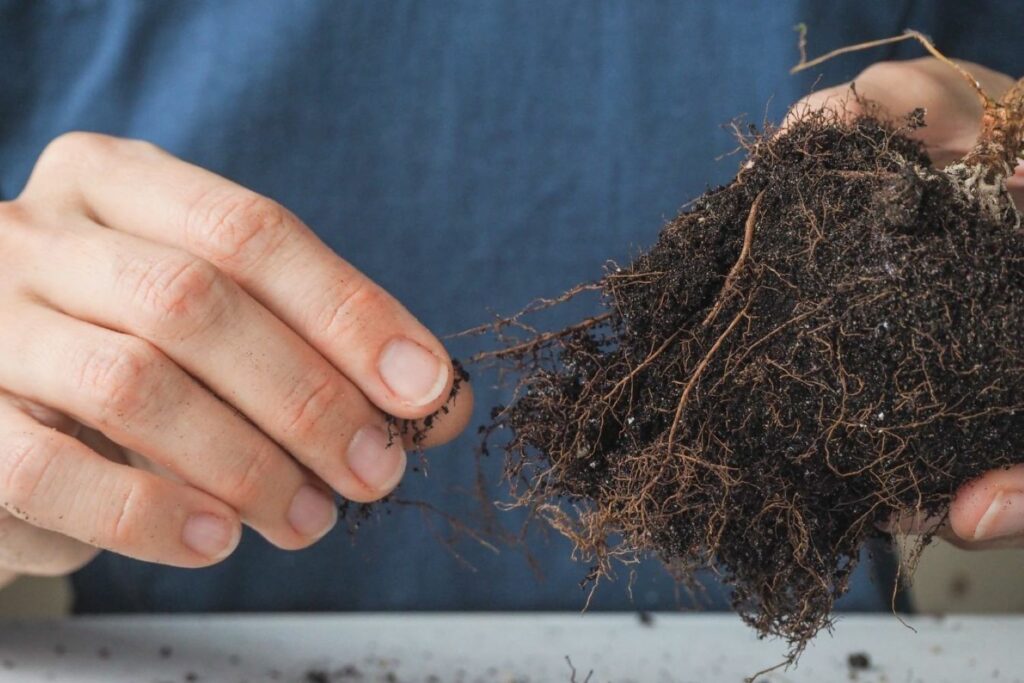 removing soil from fuchsia roots