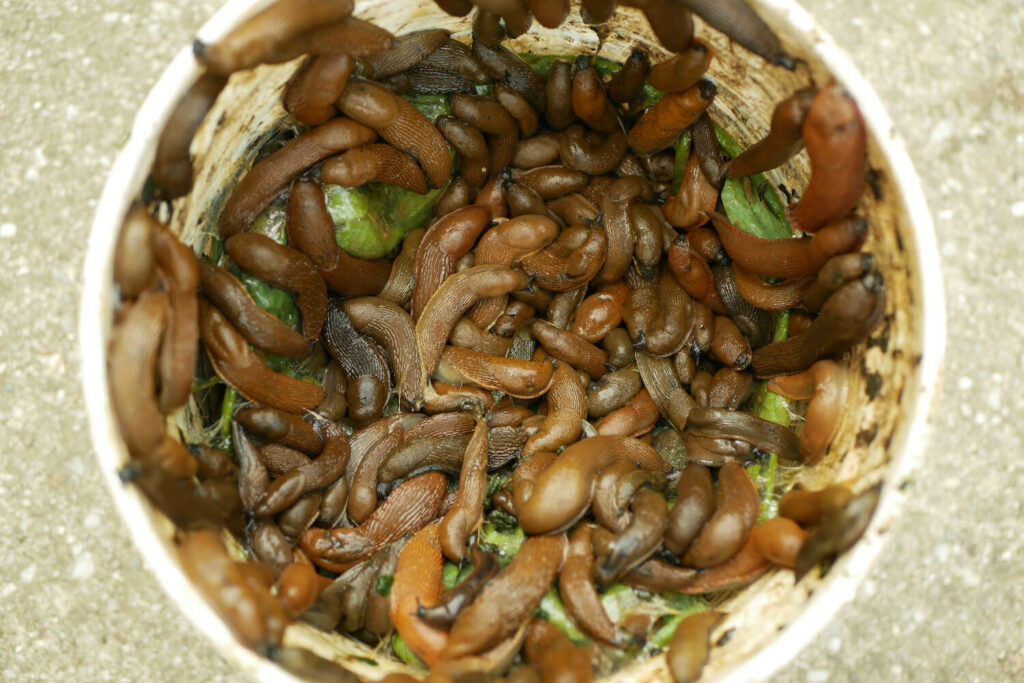 Slugs feasting on kitchen compost