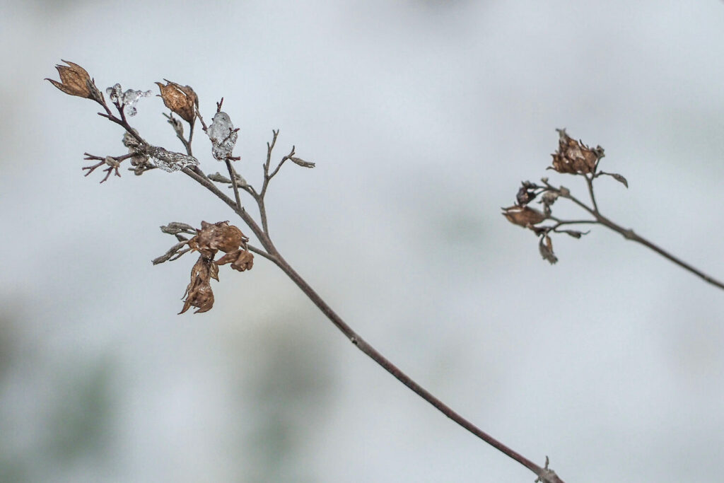 A dried out Caryopteris plant