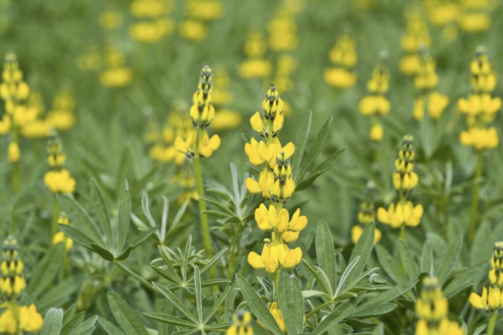 field of yellow lupins