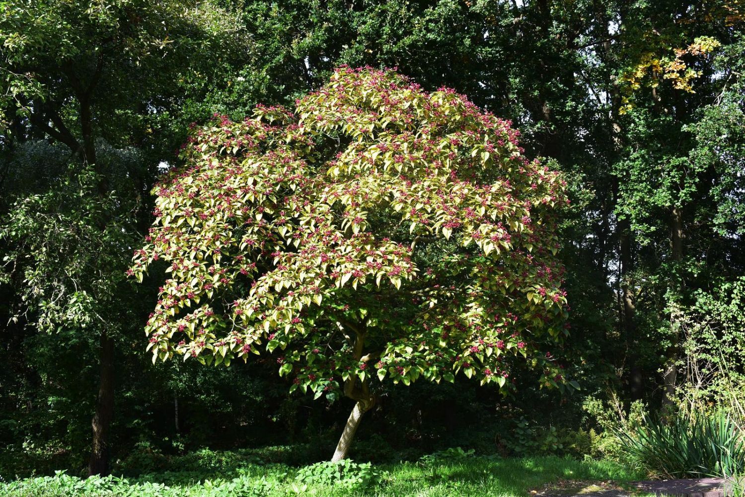 Farges harleyquinn glorybower tree